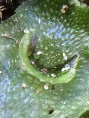 Lunularia cruciata