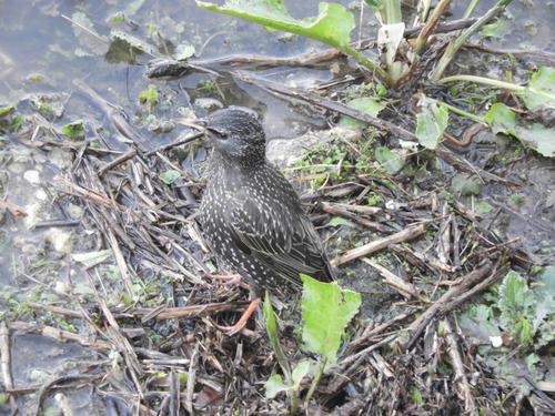 Spotless Starling