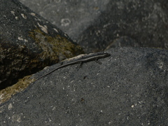 Cryptoblepharus litoralis