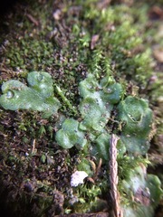 Lunularia cruciata