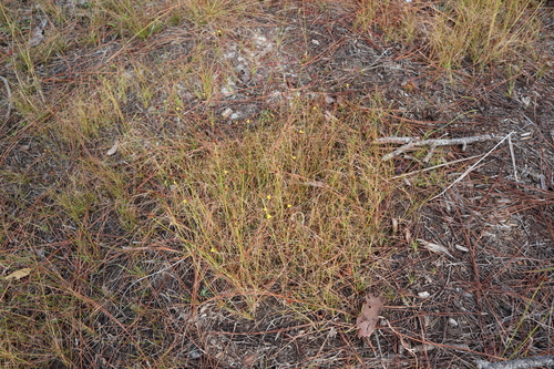 Image of Xyris brevifolia by (c) brycelee, some rights reserved (CC BY)