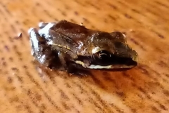 Leptodactylus mystaceus