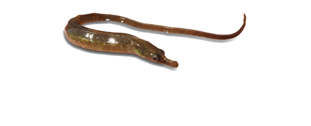 Estuarine Pipefish