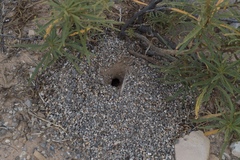 Myrmecocystus mexicanus