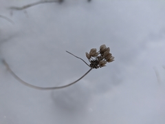 Allium marschalianum