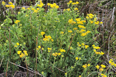 Nidorella auriculata