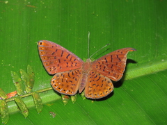 Metacharis victrix