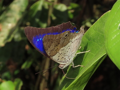 Prepona laertes louisa