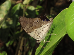 Prepona laertes louisa