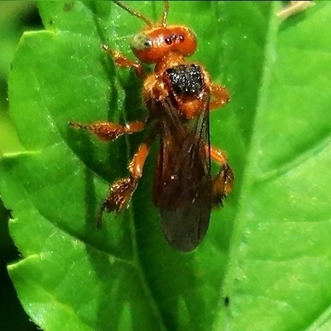 Chanchamayo Stingless Bee