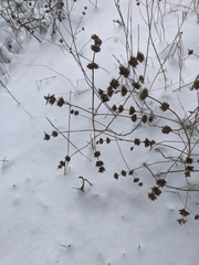 Marrubium peregrinum