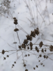 Marrubium peregrinum