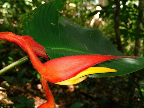 Heliconia nutans image