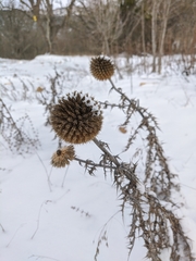 Echinops armatus