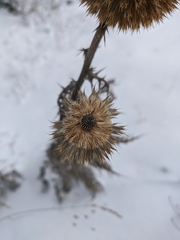 Echinops armatus