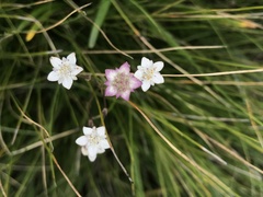 Alepidea