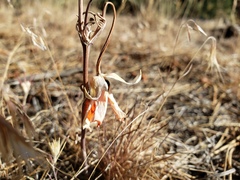Calochortus kennedyi