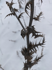 Echinops armatus