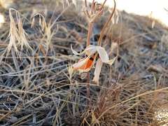 Calochortus kennedyi