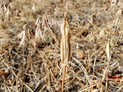 Calochortus kennedyi