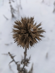 Echinops armatus