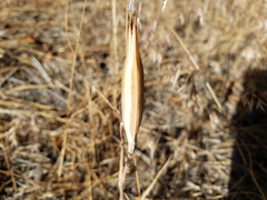 Calochortus kennedyi