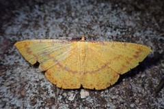 Eumelea rosalia