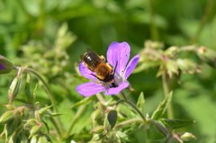 Eucera longicornis