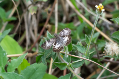 Chiomara asychis autander