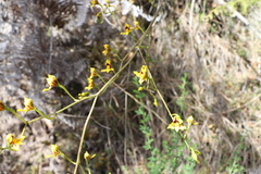 Cyrtochilum densiflorum