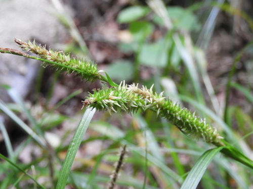 Carex forsteri (Carex forsteri)