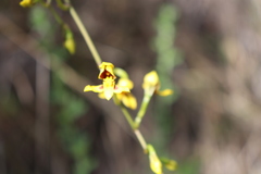 Cyrtochilum densiflorum