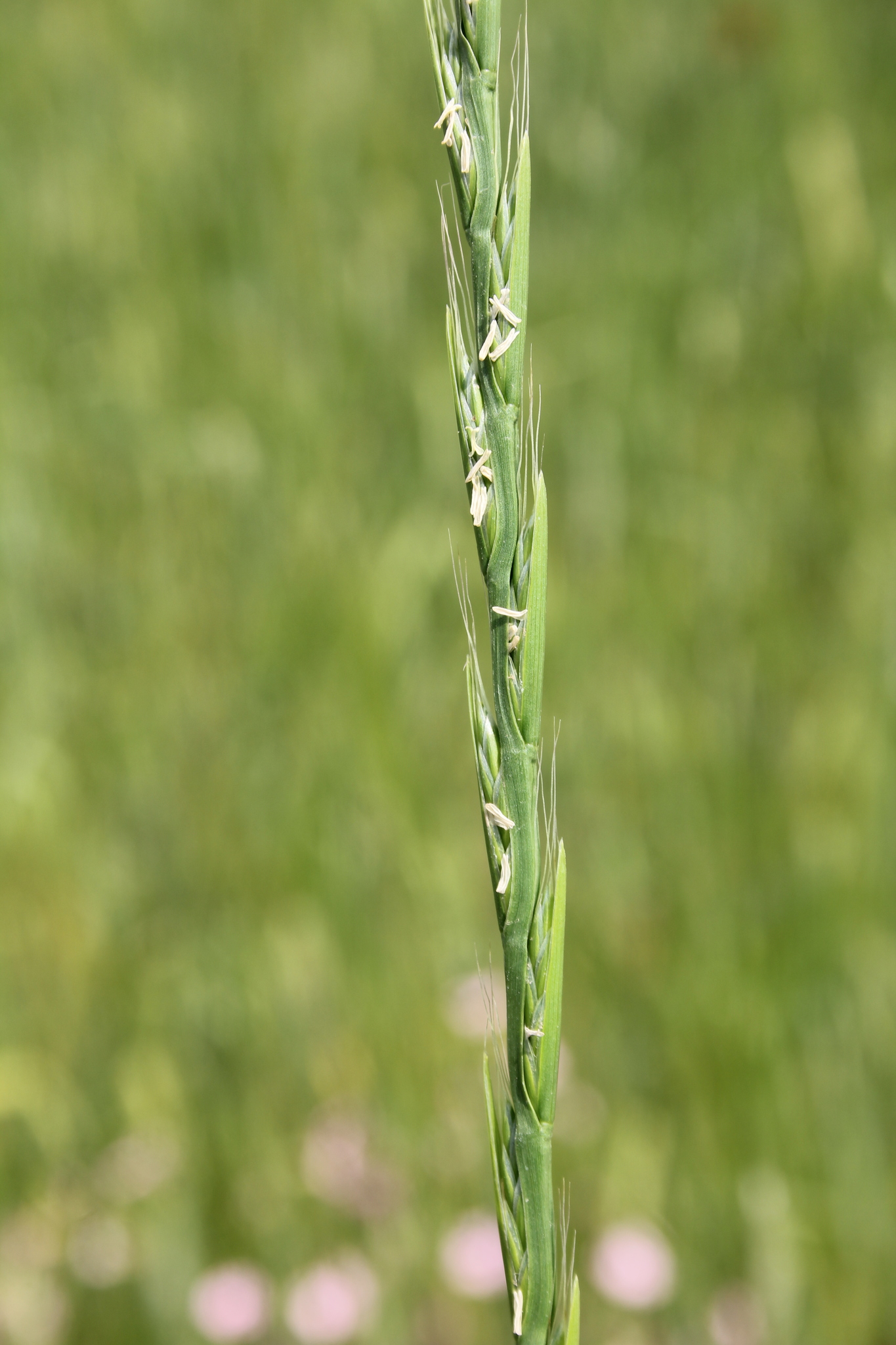 (c) sami-youssef, certains droits réservés (CC BY-NC) https://www.inaturalist.org/observations/69576869