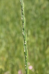 Lolium temulentum
