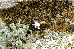Viola kunawarensis