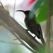 Olive Sunbird - Photo (c) Vanessa Stephen, some rights reserved (CC BY-NC-SA)