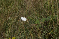 Convolvulus betonicifolius