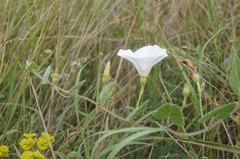 Convolvulus betonicifolius