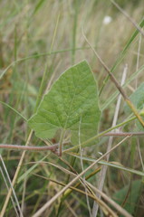 Convolvulus betonicifolius
