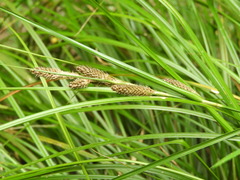 Carex raoulii
