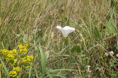 Convolvulus betonicifolius