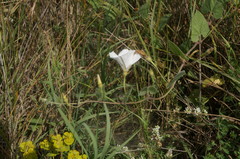 Convolvulus betonicifolius