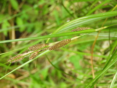 Carex raoulii