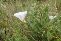 Convolvulus betonicifolius