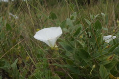 Convolvulus betonicifolius