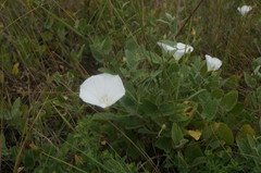 Convolvulus betonicifolius
