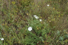 Convolvulus betonicifolius