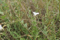 Convolvulus betonicifolius