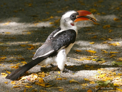 Von Der Decken's Hornbill photo 5