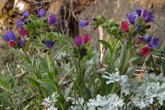 Pulmonaria australis
